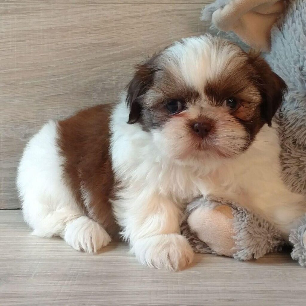 whapp image 2025 08 17 at 17.17.33