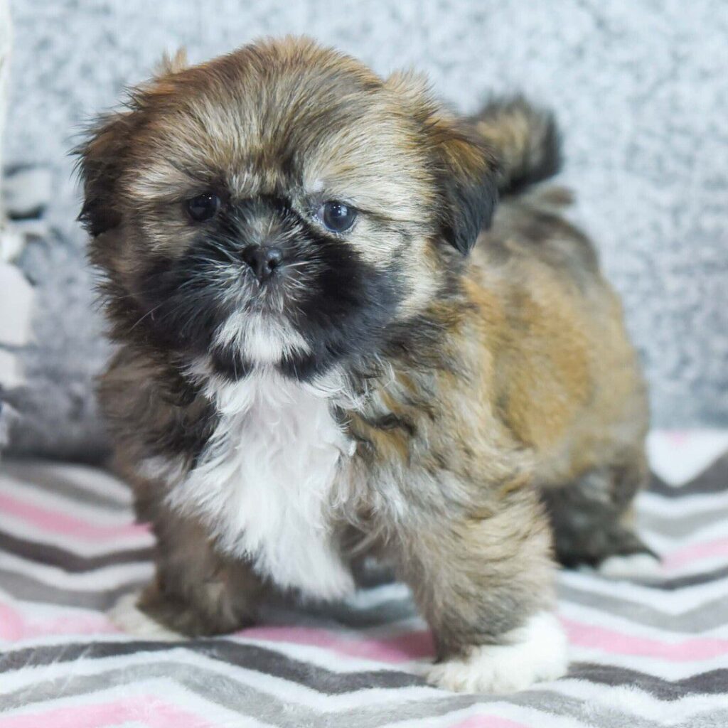 whatsaimage 2025 08 17 at 17.21.08