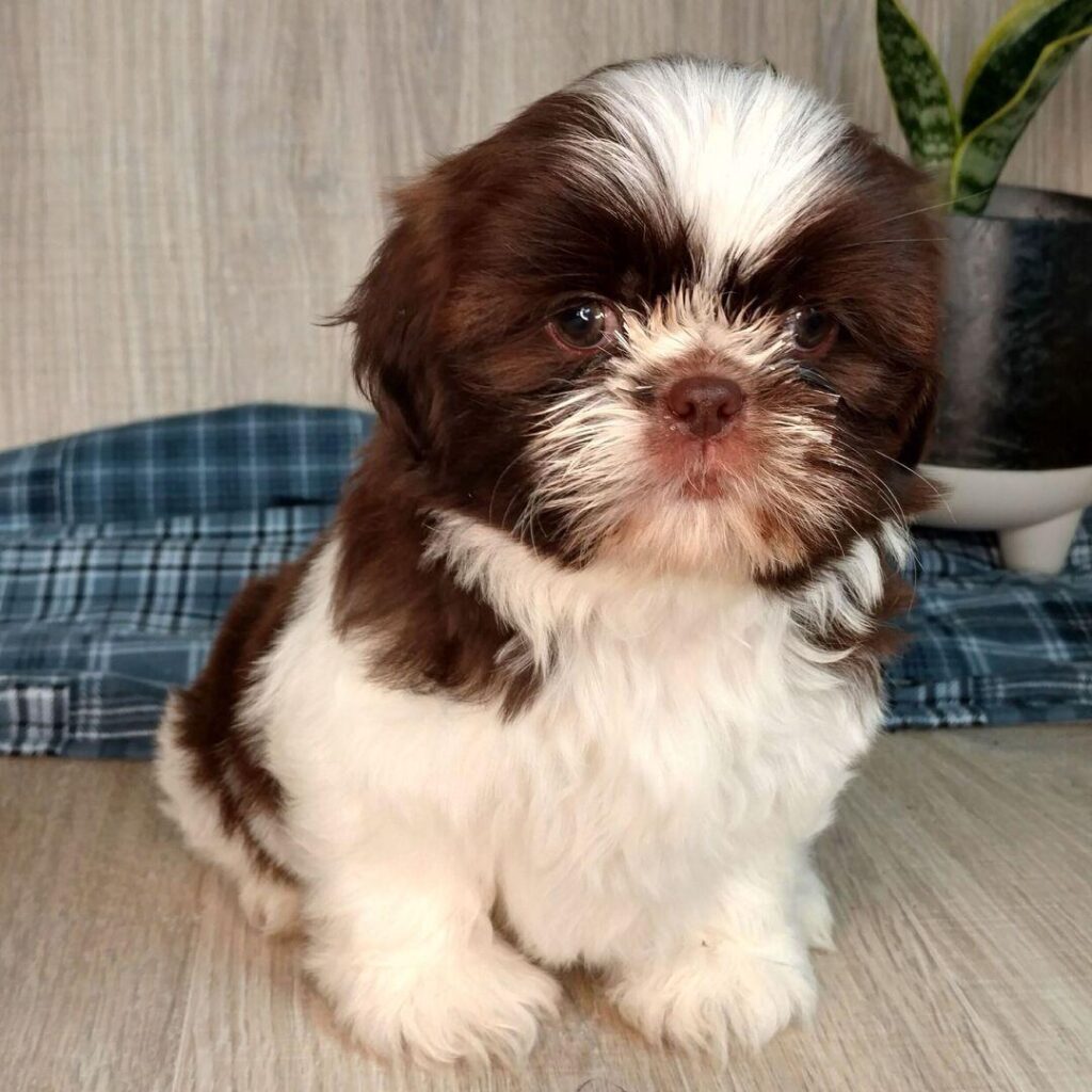 whatsapp ima025 08 17 at 17.17.32