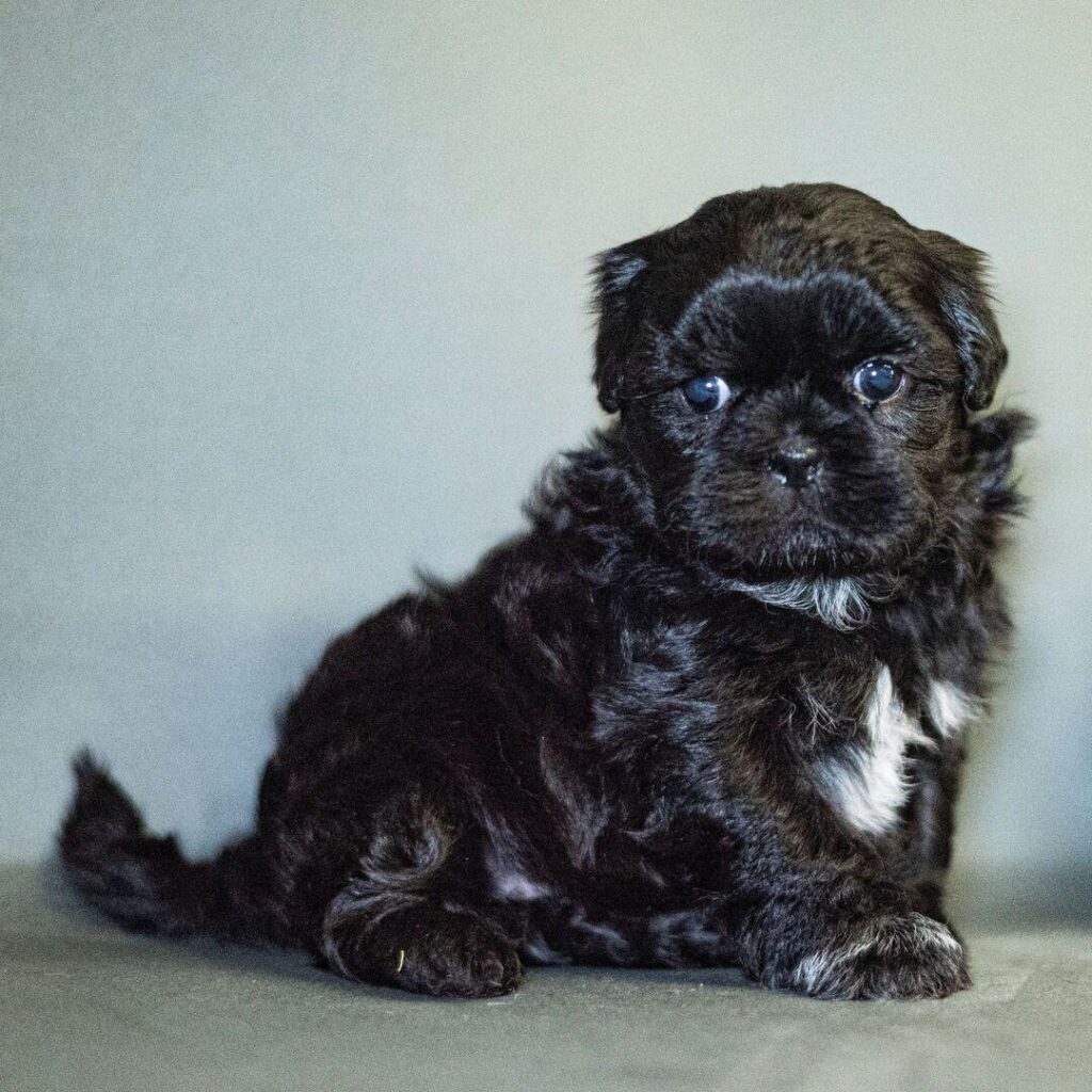 whatsapp ima08 17 at 17.17.30