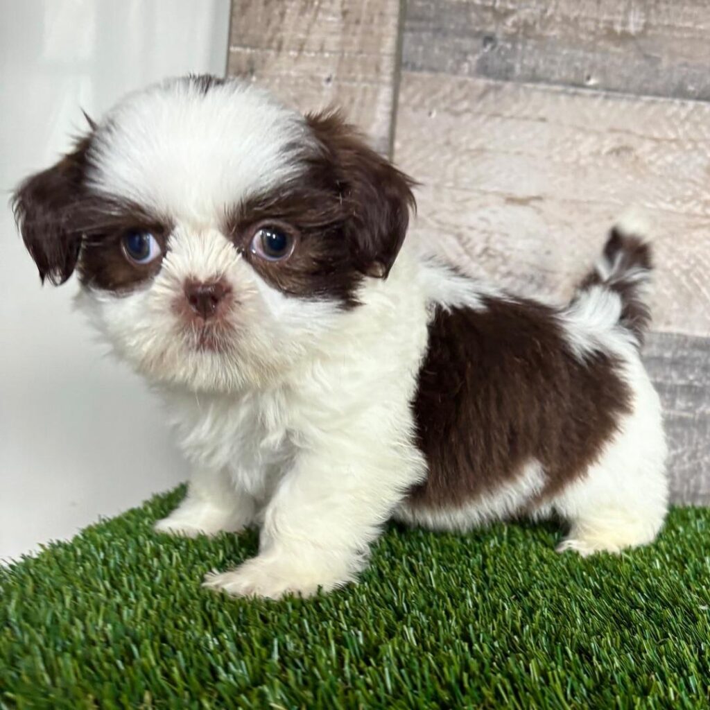 whatsapp image 2025 08 17 17.17.29