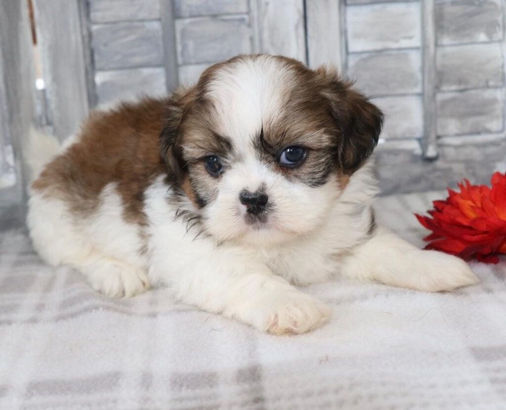 whatsapp image 2025 17 at 17.17.31