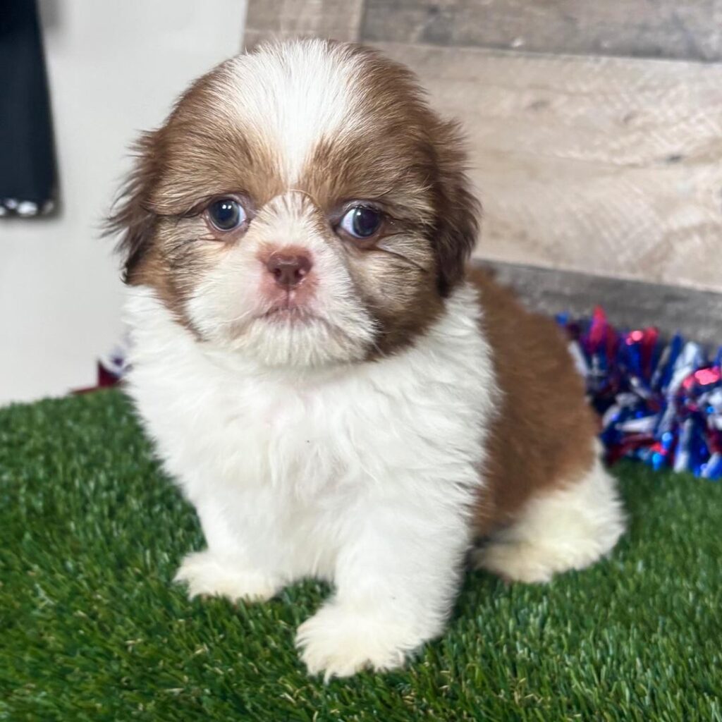 whatsapp image 2025 8 17 at 17.16.17