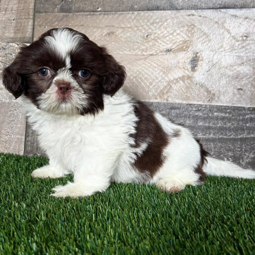 whtsapp image 2025 08 17 at 17.17.28